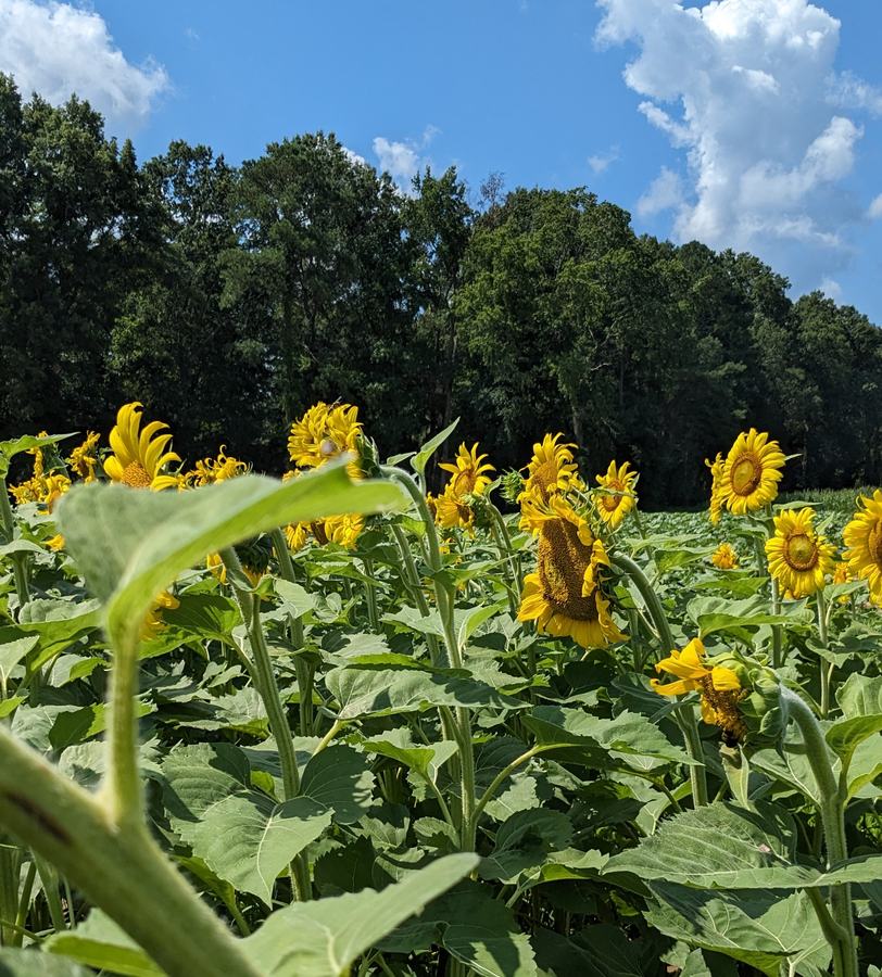 sunflower field