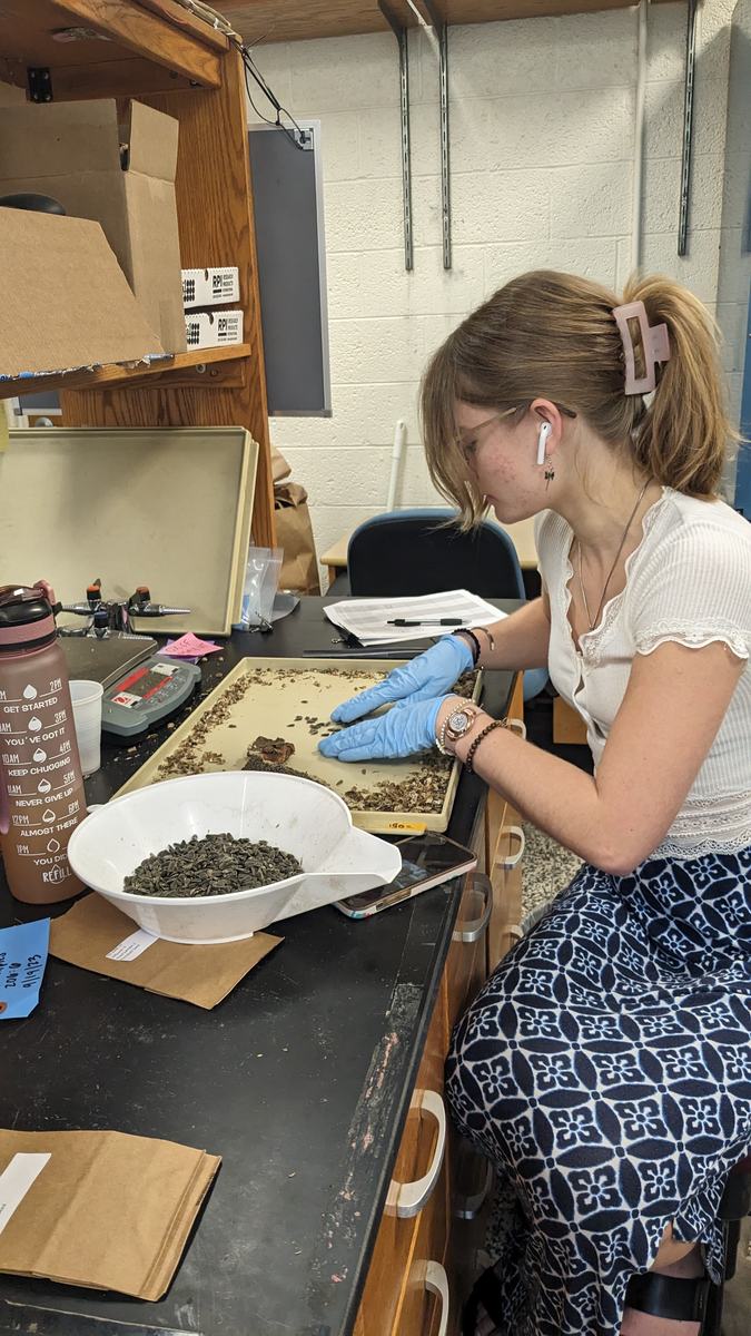 student in lab threshing sunflower