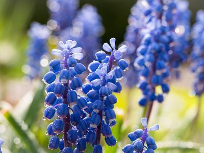 Group of purple grape hyacinth flowers in bloom