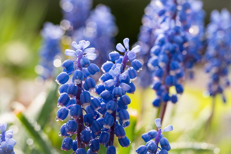 Group of purple grape hyacinth flowers in bloom
