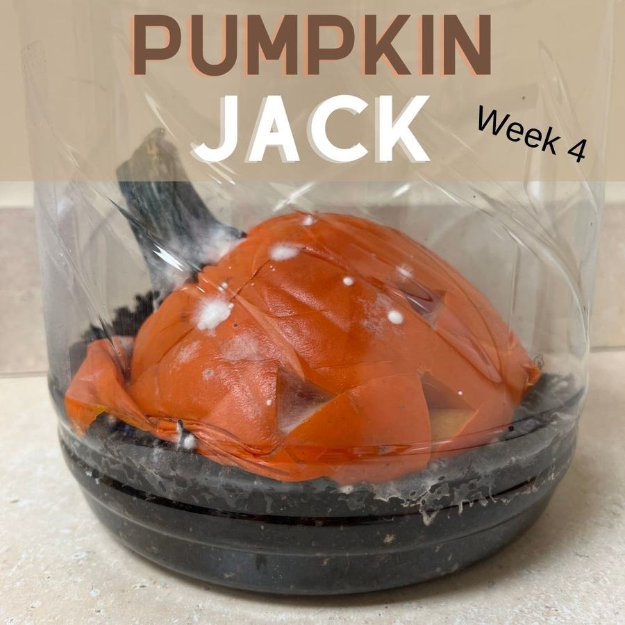 Pumpkin is rotting further into the soil.