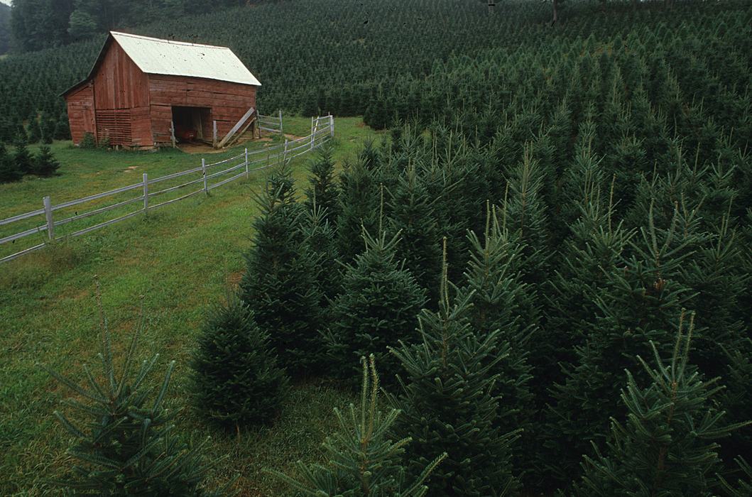 Christmas tree farm