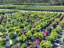 Rows of potted shrubs arranged in rows at a plant nursery