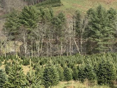 Christmas tree farm.