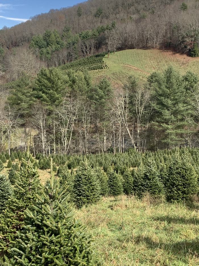 Christmas tree farm.