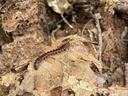 Centipede found in the leaf litter of a garden. Centipedes also have critical roles in our gardens.