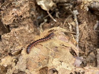 Centipede found in the leaf litter of a garden. Centipedes also have critical roles in our gardens.