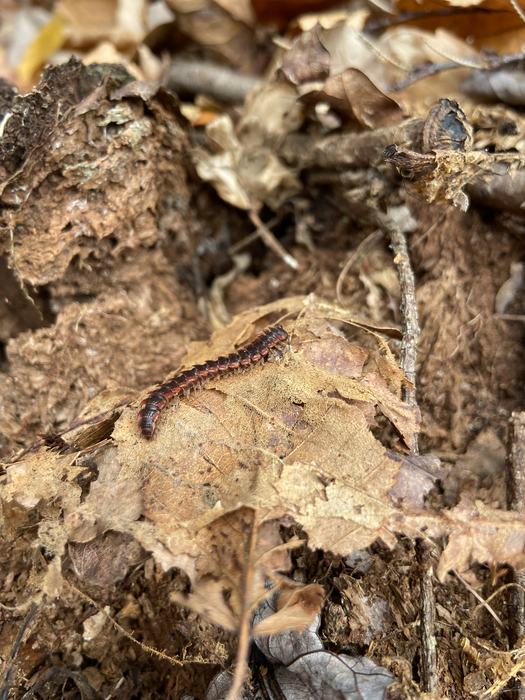 Centipede found in the leaf litter of a garden. Centipedes also have critical roles in our gardens.