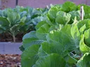 Collards in the garden.