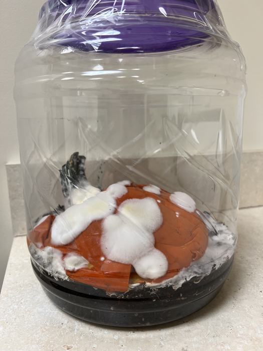 Pumpkin Jack covered in white fuzzy mold