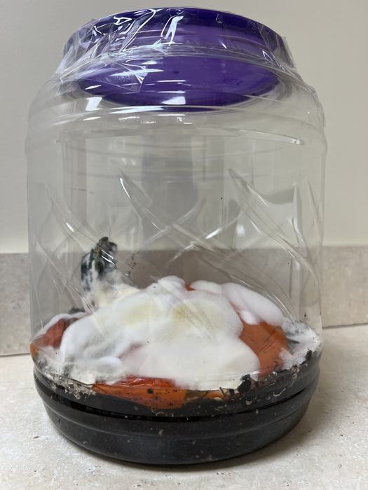 Decomposing pumpkin covered in white mold