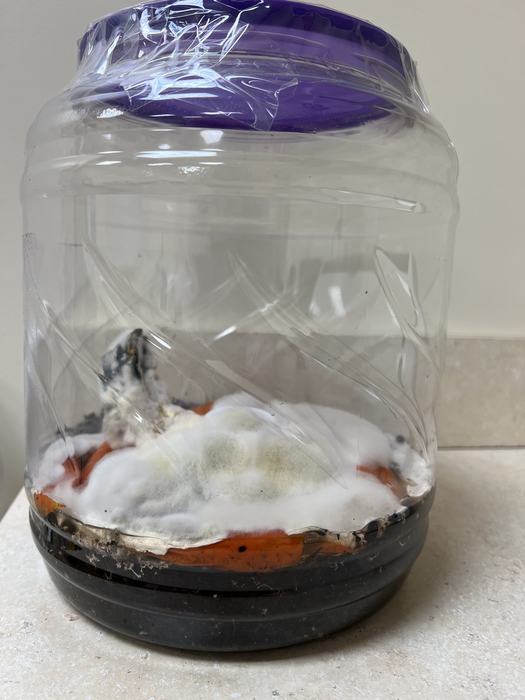 Container with dirt, mold, and decomposing pumpkin