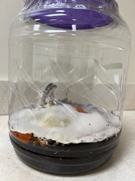 Container with dirt and white mold