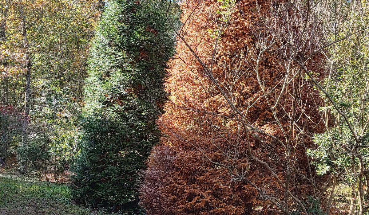 常緑樹 ROTTA My Trees Are Turning Brown - Beaufort County Center | N.C.