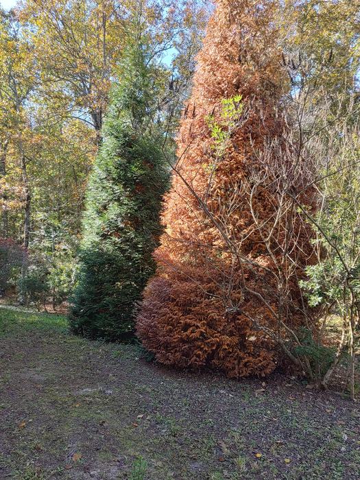 Armillaria Root Rot on Arborvitae 'Green Giant'. Photo Credit: Beaufort County Resident Diane Ross