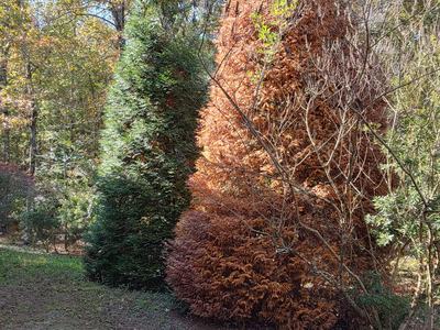Armillaria Root Rot on Arborvitae 'Green Giant'. Photo Credit: Beaufort County Resident Diane Ross