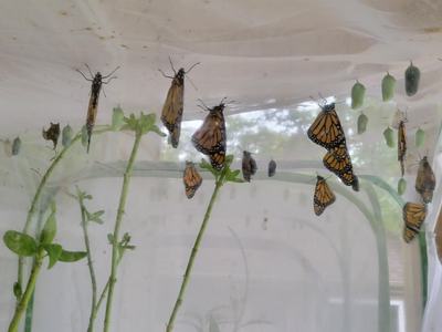 Monarch Protection with different life stages