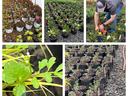 Photos of Nursery trials with markers, a person fertilizing a container plant, and bittercress