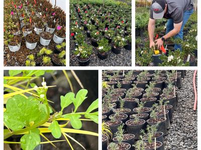 Photos of Nursery trials with markers, a person fertilizing a container plant, and bittercress