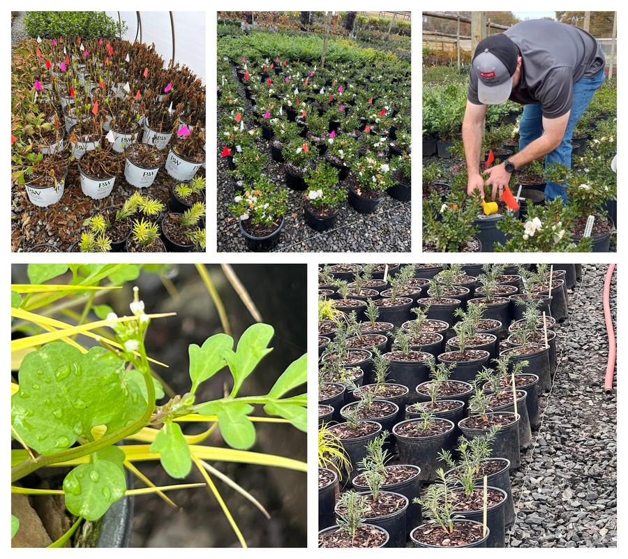 Photos of Nursery trials with markers, a person fertilizing a container plant, and bittercress