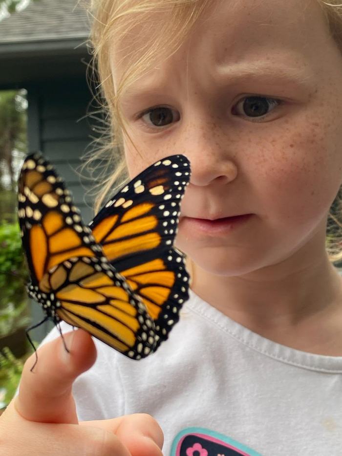 Releasing of the Monarchs