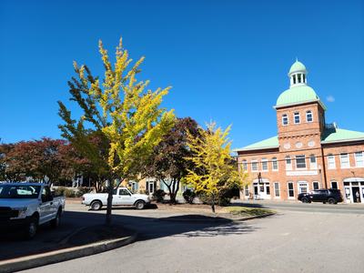 Ginkgo biloba - City of Sanford - Photo by Amanda Wilkins
