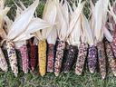 glass gem corn