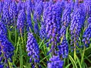 Grape Hyacinth
