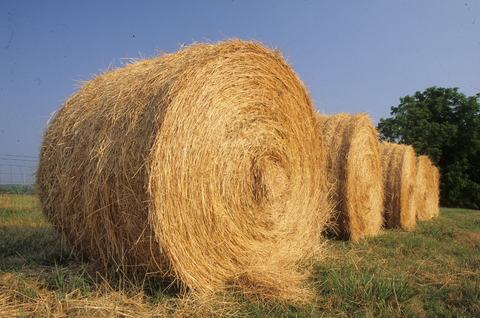 Round hay bales lined up in a grassy field under a clear sky