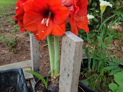 Hippeastrum 'Red Lion' - photo by Amanda Wilkins