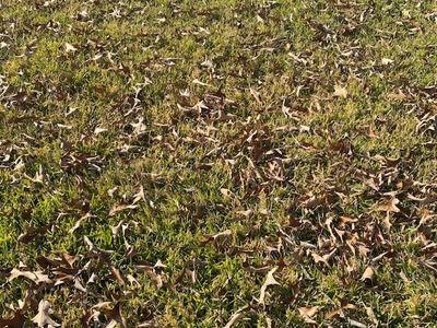 leaves on the lawn