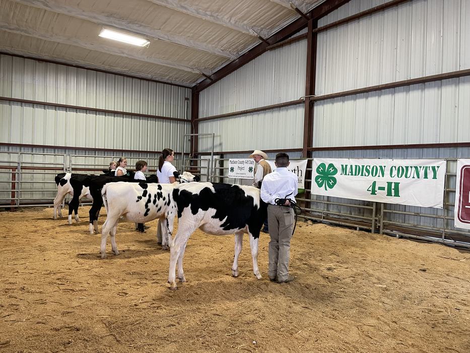 Youth showing Holstein cows in indoor show ring, banner reading "MADISON COUNTY 4‑H"