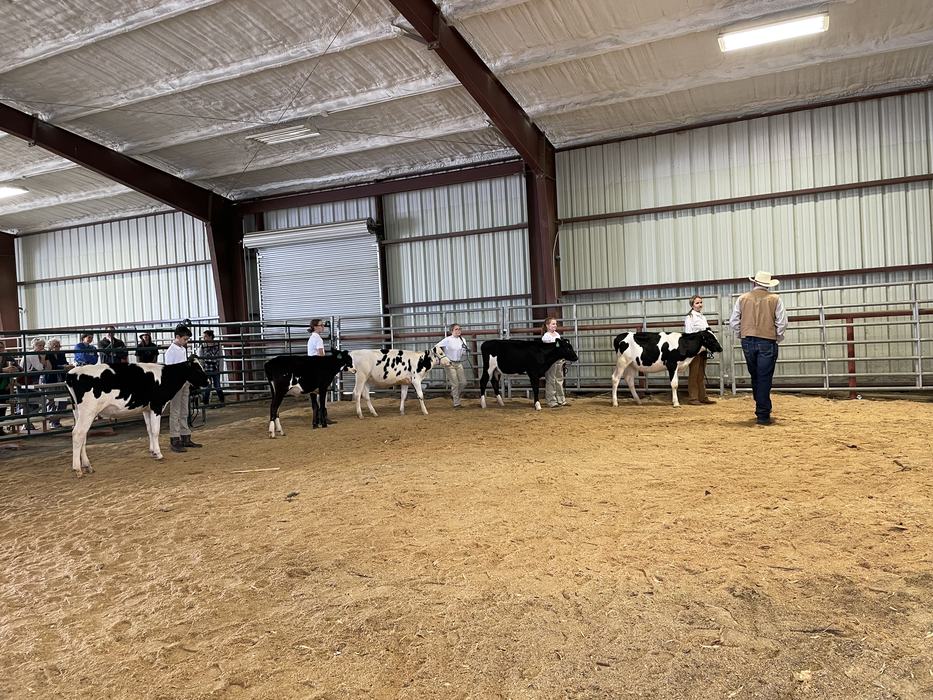 Young handlers lined up with dairy cows in an indoor show ring being judged