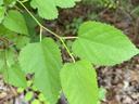 Serrated green tree leaves on a thin branch over forest-floor leaf litter