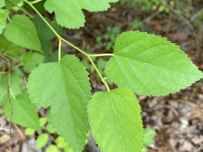 Serrated green tree leaves on a thin branch over forest-floor leaf litter