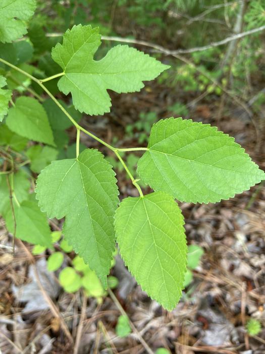 four leaves on the branch of a mulberry tree, showing the different shapes