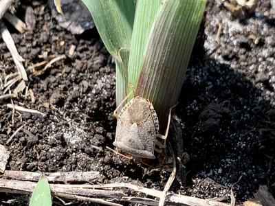 Brown shield-shaped stink bug on soil at the base of a green plant stem