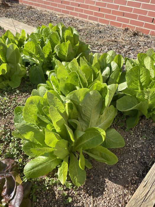 Romaine lettuce plants growing in a raised garden bed next to a brick wall