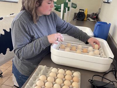 Young person placing eggs into a styrofoam incubator on a countertop