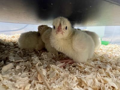 Newly hatched yellow chick under brooder on wood shavings
