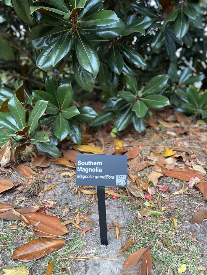 Tree ID Plaque Image