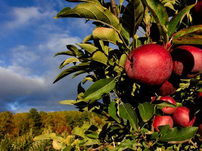 Apples in orchard