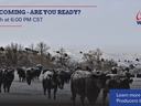 Cattlemen's Webinar