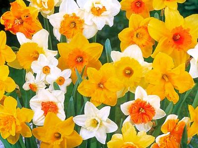 Narcissus flowers