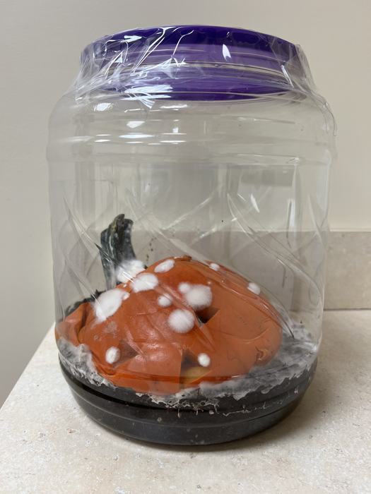 A pumpkin in a jar decomposing. It has white mold growing along its surface.