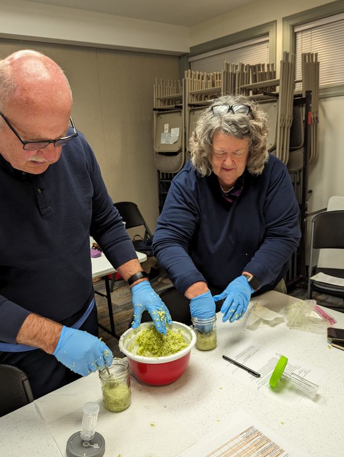 Two people wearing blue gloves packing chopped green vegetables into glass jars at a table