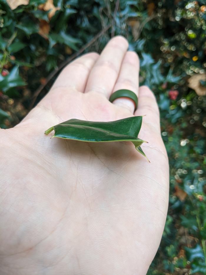 Sideview of horned holly.