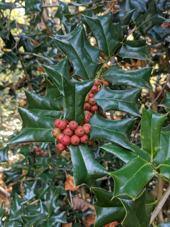Holly branch with glossy spiky green leaves and cluster of red berries