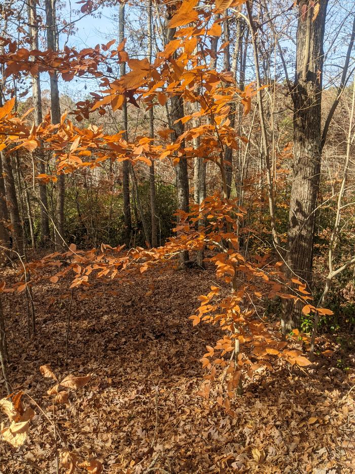 Orange-brown leaves on small tree branches in a deciduous forest with leaf-covered ground
