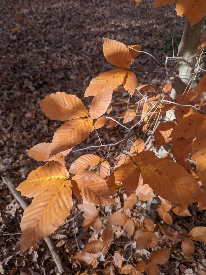 Orange-brown beech leaves on branches above a leaf-covered forest floor